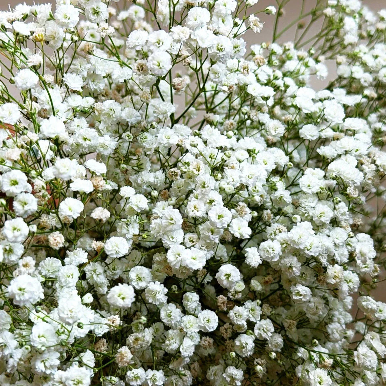 Baby's Breath Seeds - Perennial Gypsophila Paniculata for Gardens & Bouquets - 100 Seeds