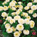 25+ Vanilla African Marigold Seeds - Tagetes erecta, Bright Yellow Flowers, Non-GMO, Fast Germination, Garden Planting, Annual Flowers