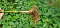 Golden Goddess Bamboo Starts - 5 Pack Bambusa Multiplex Clumping Cold Tolerant Ornamental Plant