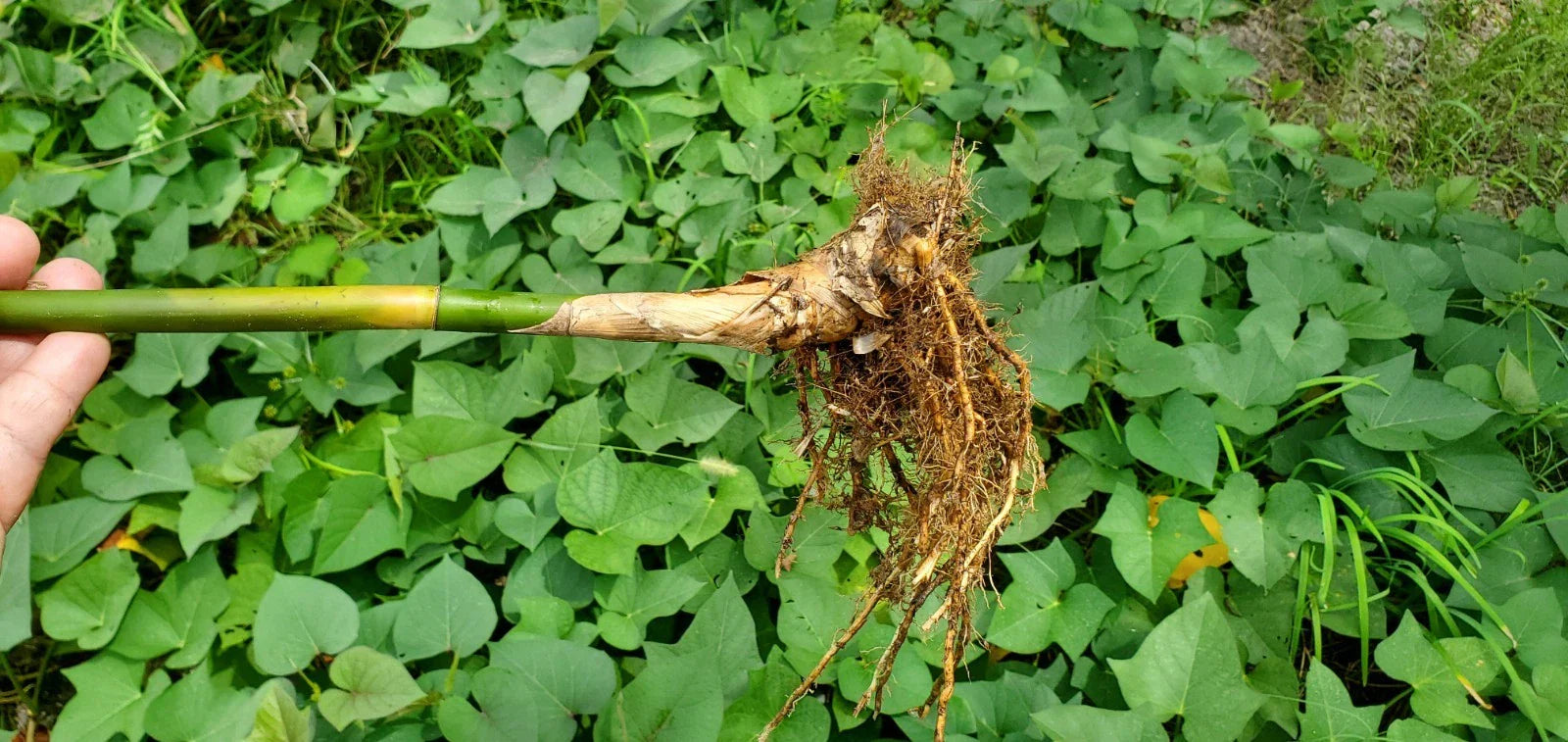 Golden Goddess Bamboo Starts - 5 Pack Bambusa Multiplex Clumping Cold Tolerant Ornamental Plant