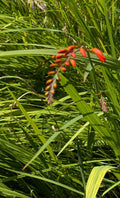 15 Organic Crocosmia Lucifer Plants | Easy to Grow Perennial Bulbs