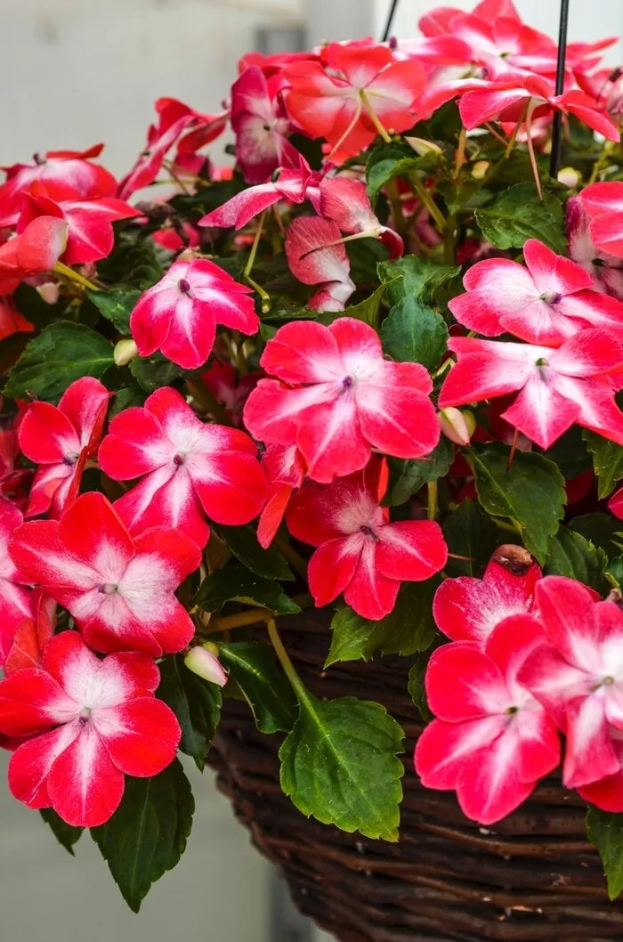 Impatiens Seeds 100 Pack - Super Elfin XP Red Starburst - Impatiens walleriana for Shaded Gardens and Containers