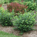 Aronia Black Chokeberry Cuttings – Unrooted 6-8" Aronia melanocarpa for Hedges, Borders, Naturalized Areas