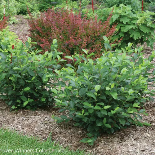 Aronia Black Chokeberry Cuttings – Unrooted 6-8" Aronia melanocarpa for Hedges, Borders, Naturalized Areas