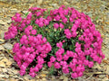Catchfly Flower Seeds Pack of 1000+ | Native Wildflower for Containers & Gardens | Silene armeria