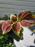 Purple Coleus Live Plant in 2.5" Pot, Coleus blumei, Vibrant Foliage, Indoor & Outdoor Garden Plant