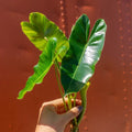 Philodendron Burle Marx Cutting with Air Roots | Indoor/Outdoor Plant Propagation | Heart-Shaped Foliage