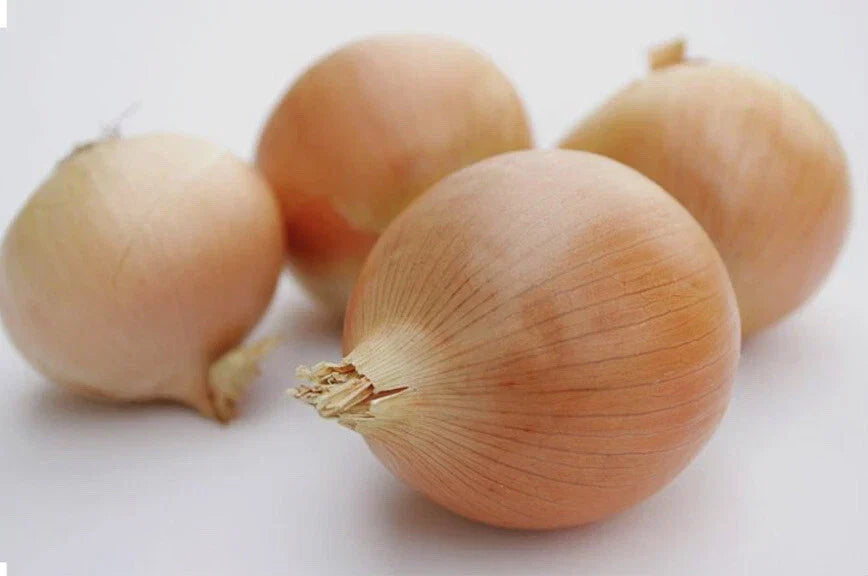Utah Yellow Sweet Spanish Onion Seeds – Non-GMO, Open-Pollinated, Allium cepa, 200+ or 500+ Seeds for Home Gardening