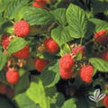 Nantahala Red Raspberry Plants - 3 Bare Root Rubus idaeus Edible Fruit, Cold Resistant, Zones 4-9, Outdoor Gardening