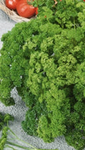 Forest Green Parsley Seeds - Heirloom NON-GMO Petroselinum crispum, 500 Seeds for Culinary, Herb Garden & Indoor Growing