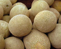Honey Rock Cantaloupe Seeds – Non-GMO Melon Seeds for Backyard Gardening, Cucumis melo, Pack of 50+