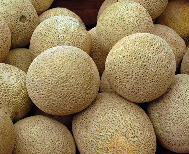 Honey Rock Cantaloupe Seeds – Non-GMO Melon Seeds for Backyard Gardening, Cucumis melo, Pack of 50+