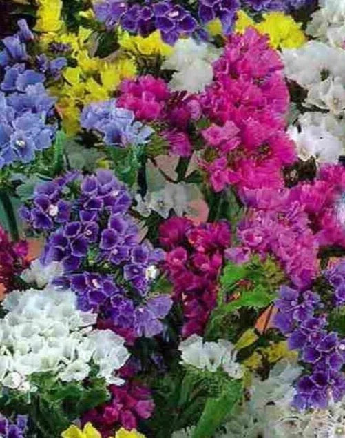 Statice Seeds QIS Mix 25 Count - Dried Flower Variety Limonium sinuatum for Cut Flowers & Bouquets