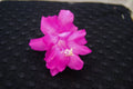 Christmas Cactus Starter Plant, Small Well-Rooted Schlumbergera Truncata, Barcellona Variety, Easy to Grow Indoor Plant