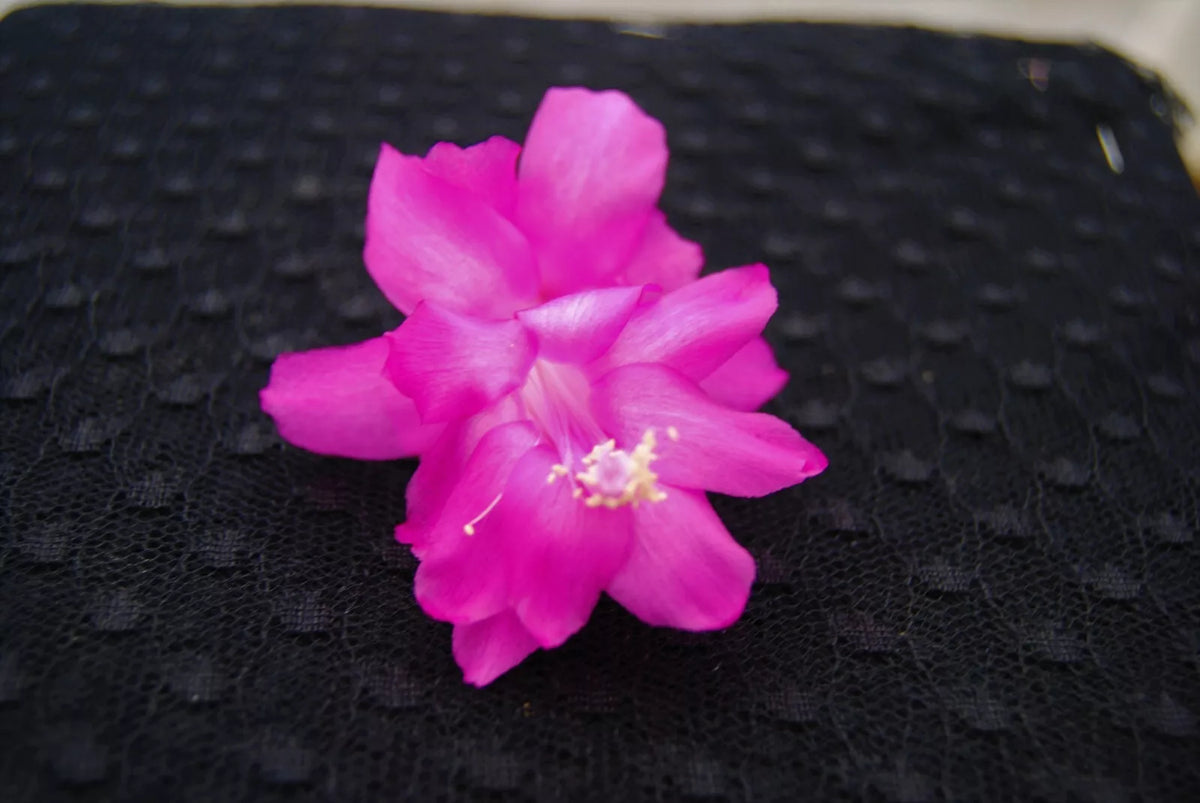 Christmas Cactus Starter Plant, Small Well-Rooted Schlumbergera Truncata, Barcellona Variety, Easy to Grow Indoor Plant