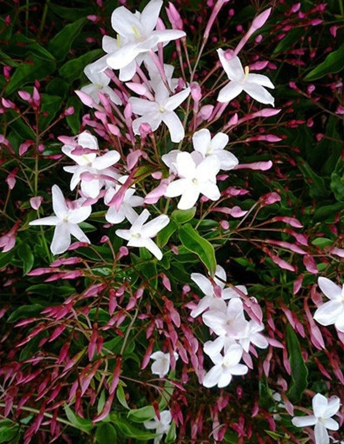 Pink Star Jasmine Cuttings 12" - Fragrant Climbing Vine Jasminum polyanthum for Gardens & Trellises