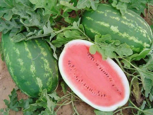 All Sweet Watermelon Seeds - Crimson Sweet Variety, Citrullus lanatus, 25+ Seeds for Home Garden, Juicy, Sweet, Non-GMO, USA Grown