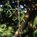 50 Bamboo Seeds - Clumping Red Temple Bambusa multiplex 'Red Temple' for Privacy & Shade Garden Plant
