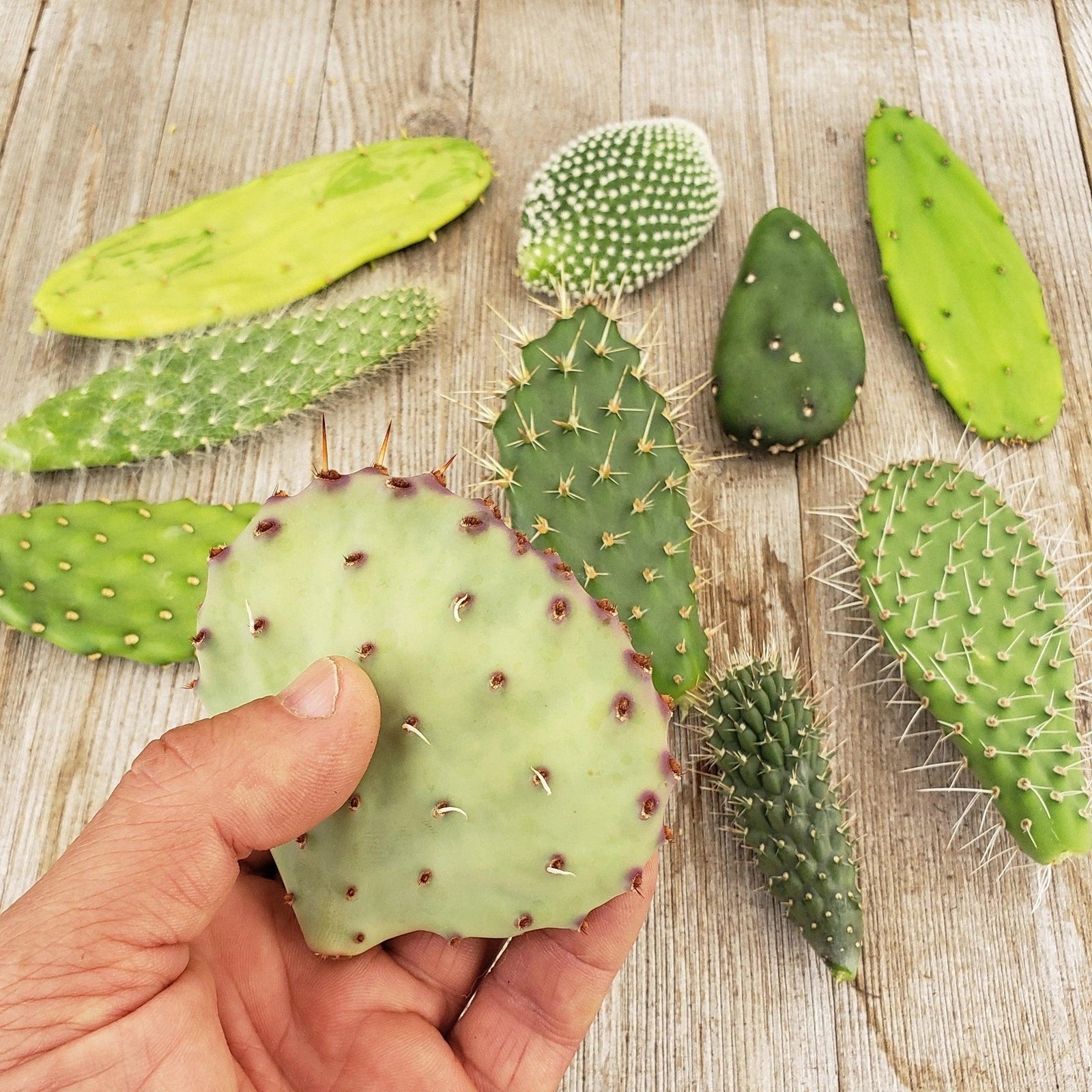 Opuntia Cactus Cuttings - 6 Assorted Pads - Live Succulent Plants for Gardening & Home Decor - Prickly Pear Opuntia spp.