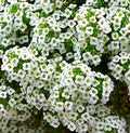 Sweet Alyssum Seeds - Over 800 Lobularia maritima Fragrant Ground Cover Seeds for Borders & Containers