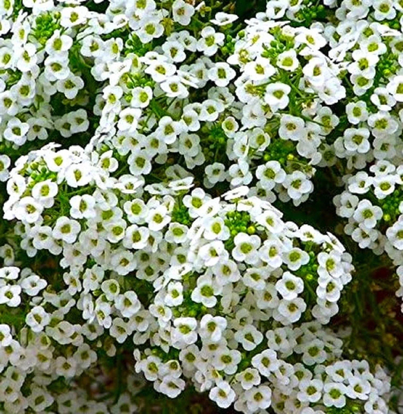 Sweet Alyssum Seeds - Over 800 Lobularia maritima Fragrant Ground Cover Seeds for Borders & Containers