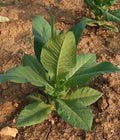 Virginia Gold Tobacco Seeds - Organic Non-GMO Heirloom Nicotiana tabacum, Pesticide-Free, 100 Seeds Packet