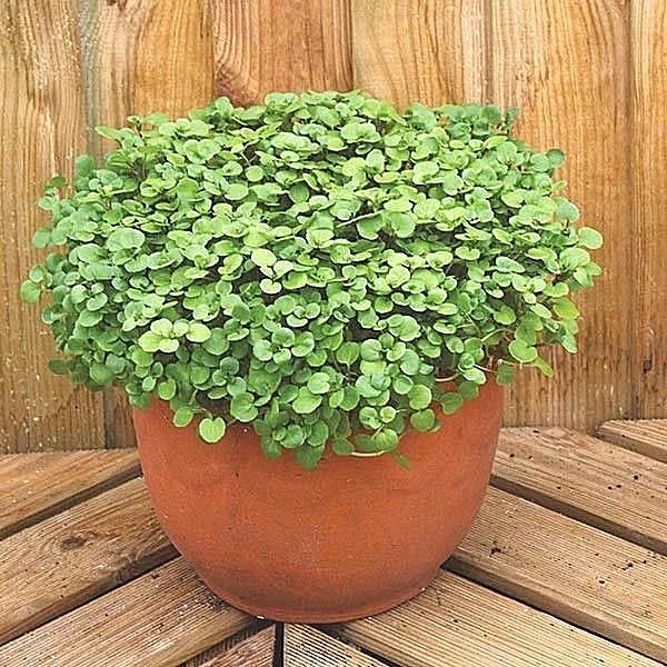 Organic True Watercress Seeds - 1 oz for Indoor Shade Gardens, Nasturtium officinale, Sprouting & Salad Seeds