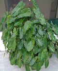 Burle Marx Philodendron Plant 10-12 Inches Well Rooted Indoor Outdoor Philodendron 'Burle Marx'
