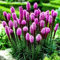 Purple Blazing Star Flower Seeds, Liatris spicata, 50 Count, Butterfly Attracting, Cold Hardy, Drought Tolerant Seed Pack