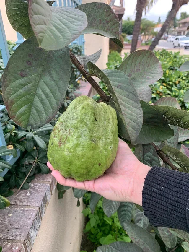 Giant Vietnamese Guava Seeds - Psidium guajava - 50+ Pack for Home Garden, Tropical Fruit, Bangkok Variety, Non-GMO, Free Shipping