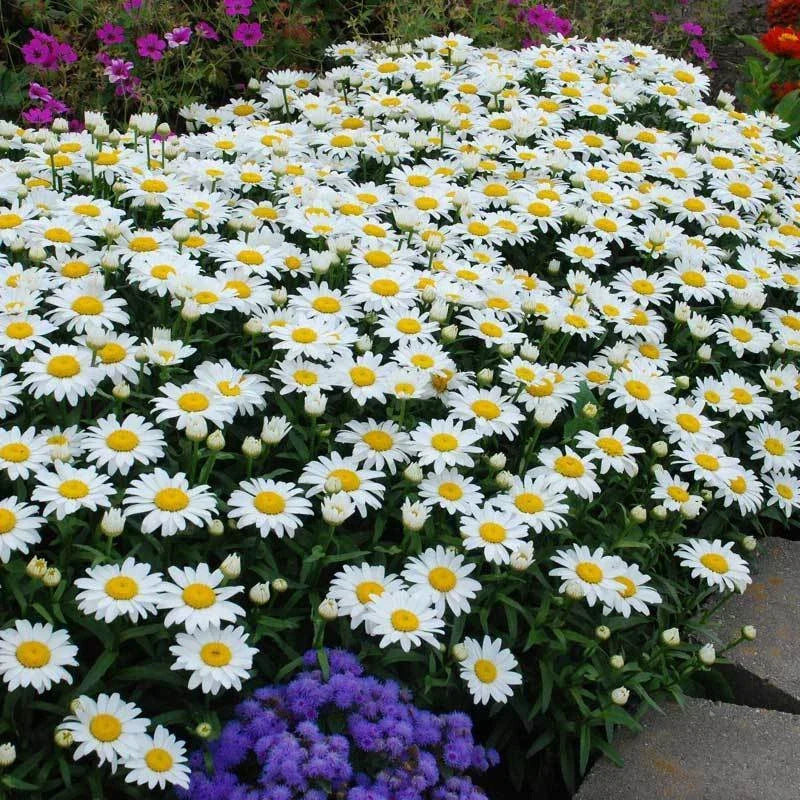 Dwarf Daisy Seeds - Leucanthemum paludosum - Perennial Flower Seeds for Garden, Borders, Containers