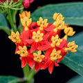 Blood Flower Milkweed Seeds 25 Count - Monarch Butterfly Host Plant Asclepias curassavica