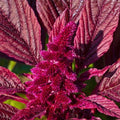 Amaranth Seeds - 250+ Red Garnet Non-GMO Heirloom - Amaranthus cruentus - Garden, Pollinator Attractant, USA Grown