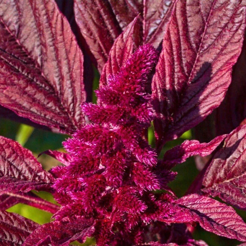 Amaranth Seeds - 250+ Red Garnet Non-GMO Heirloom - Amaranthus cruentus - Garden, Pollinator Attractant, USA Grown