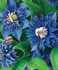 Double Blue Clematis Seeds - Perennial Climbing Flower, Clematis viticella, Blue Blooms, Garden Seeds, 25 Pack
