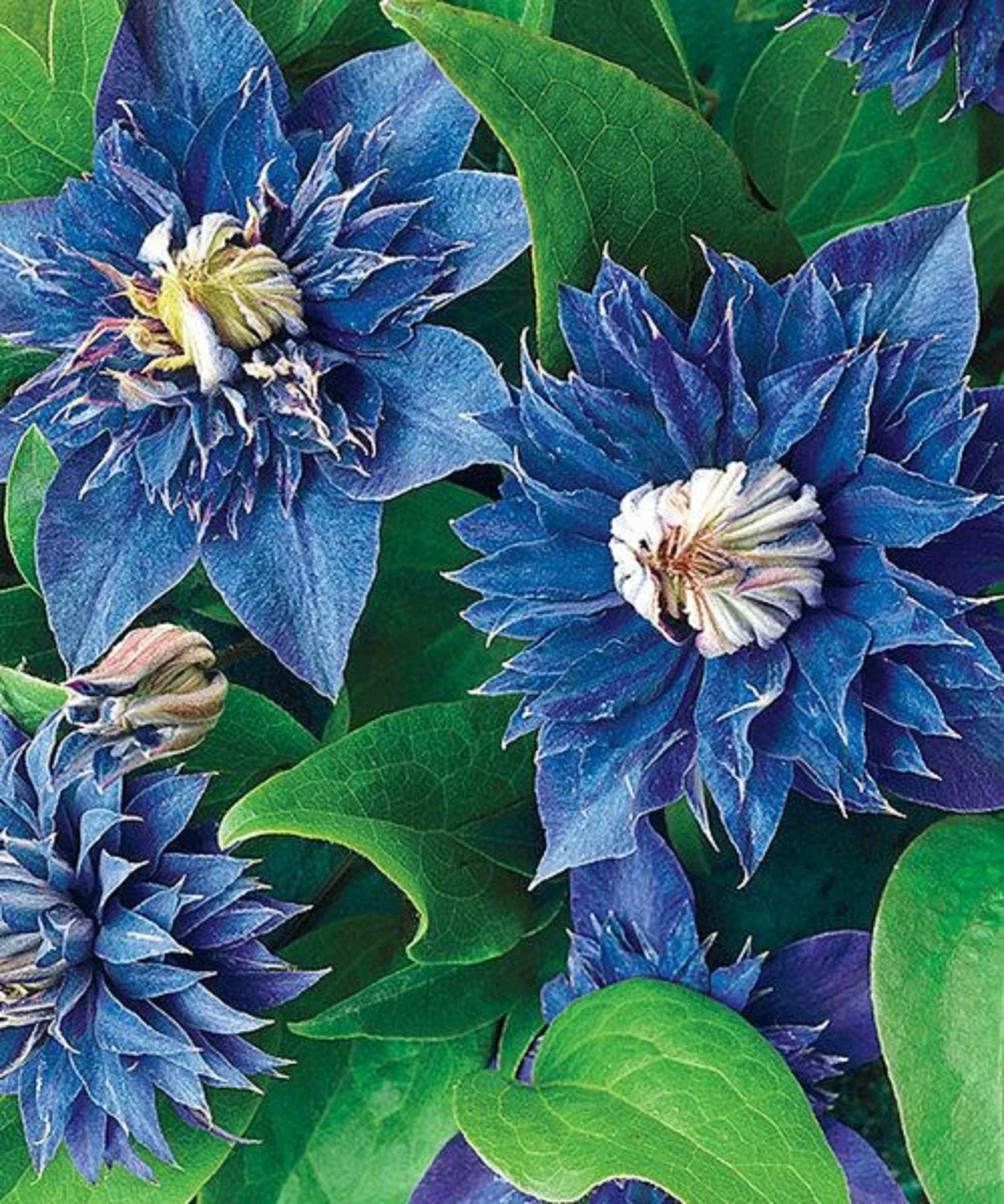Double Blue Clematis Seeds - Perennial Climbing Flower, Clematis viticella, Blue Blooms, Garden Seeds, 25 Pack