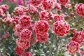 Sugar Plum Carnation Seeds - 200+ Packets - Dianthus caryophyllus - Fragrant Pink White Purple Blooms - Garden Planting