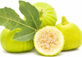 Marseilles Fig Plant - Live Root, Self-Pollinating Ficus carica, Potted Fruit Tree for Zones 7-9, Edible Figs, Container Gardening