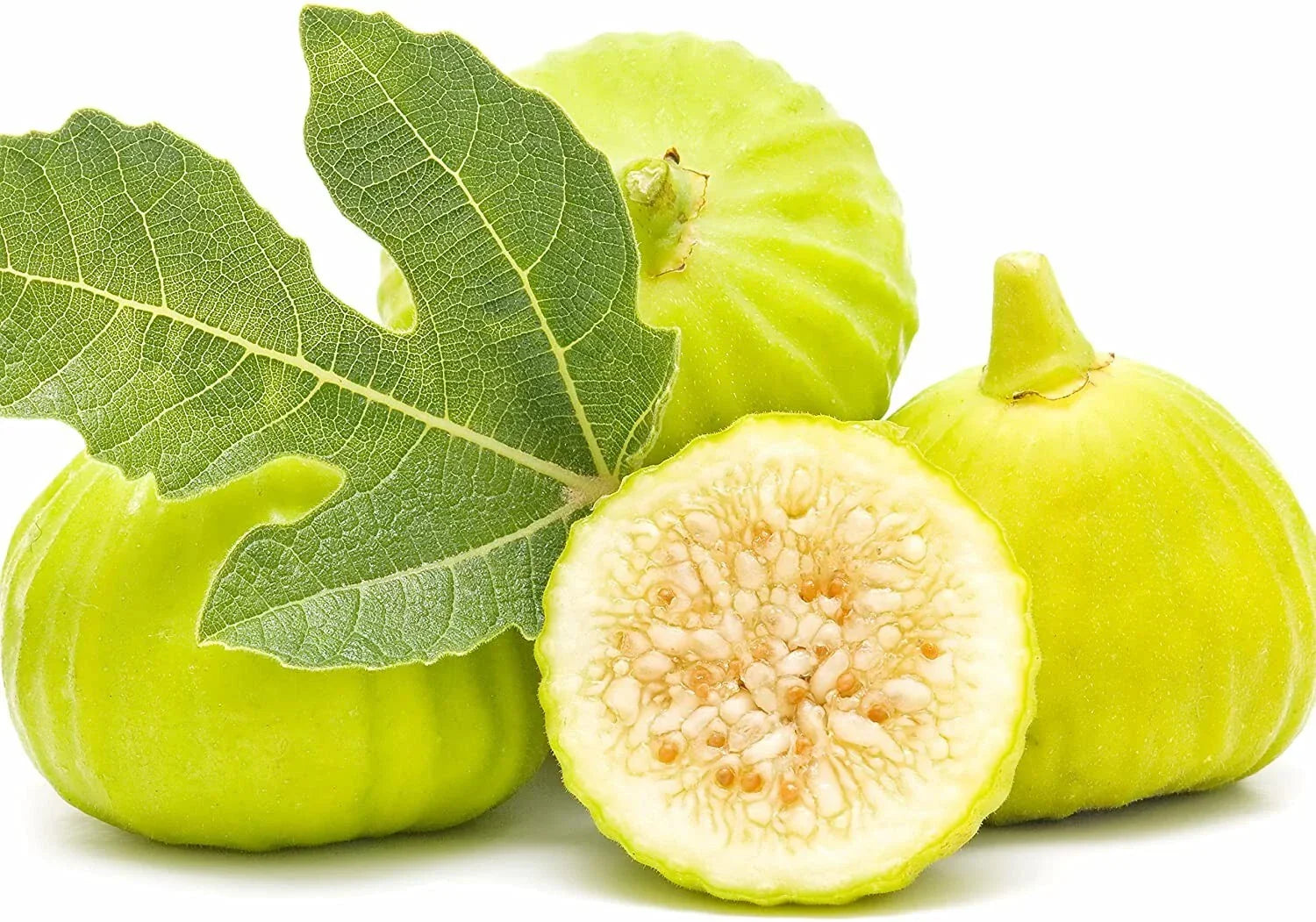 Marseilles Fig Plant - Live Root, Self-Pollinating Ficus carica, Potted Fruit Tree for Zones 7-9, Edible Figs, Container Gardening