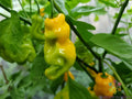 Madame Jeanette Hot Pepper Seeds - 25+ Capsicum chinense for Garden, Pots, Containers, Spicy Flavor, USA Grown