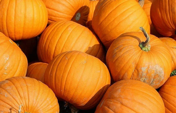 Jack O Lantern Pumpkin Seeds 20 Ct Non-GMO Vegetable Seeds for Halloween Cucurbita pepo, USA Grown, Free Shipping