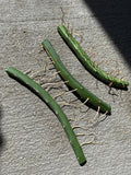 Dragon Fruit Cuttings 3 Pack | Vietnamese White Hylocereus undatus Edible Plant for Home Gardening