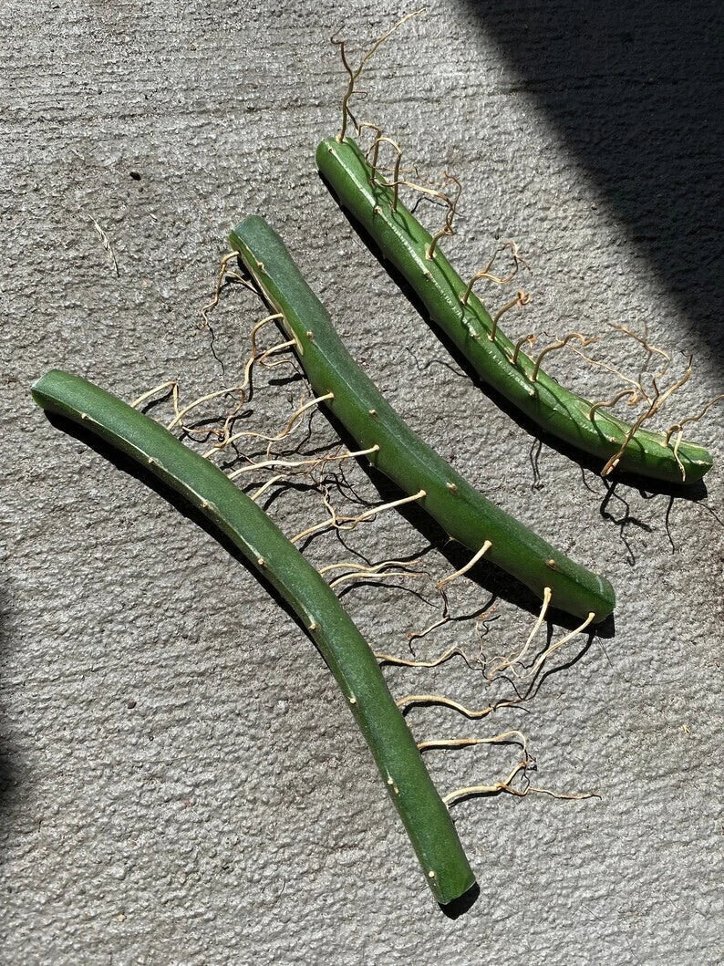 Dragon Fruit Cuttings 3 Pack | Vietnamese White Hylocereus undatus Edible Plant for Home Gardening