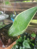 Sansevieria Night Owl Plant - 6" Pot, Variegated Snake Plant, Sansevieria trifasciata 'Night Owl' Indoor Houseplant