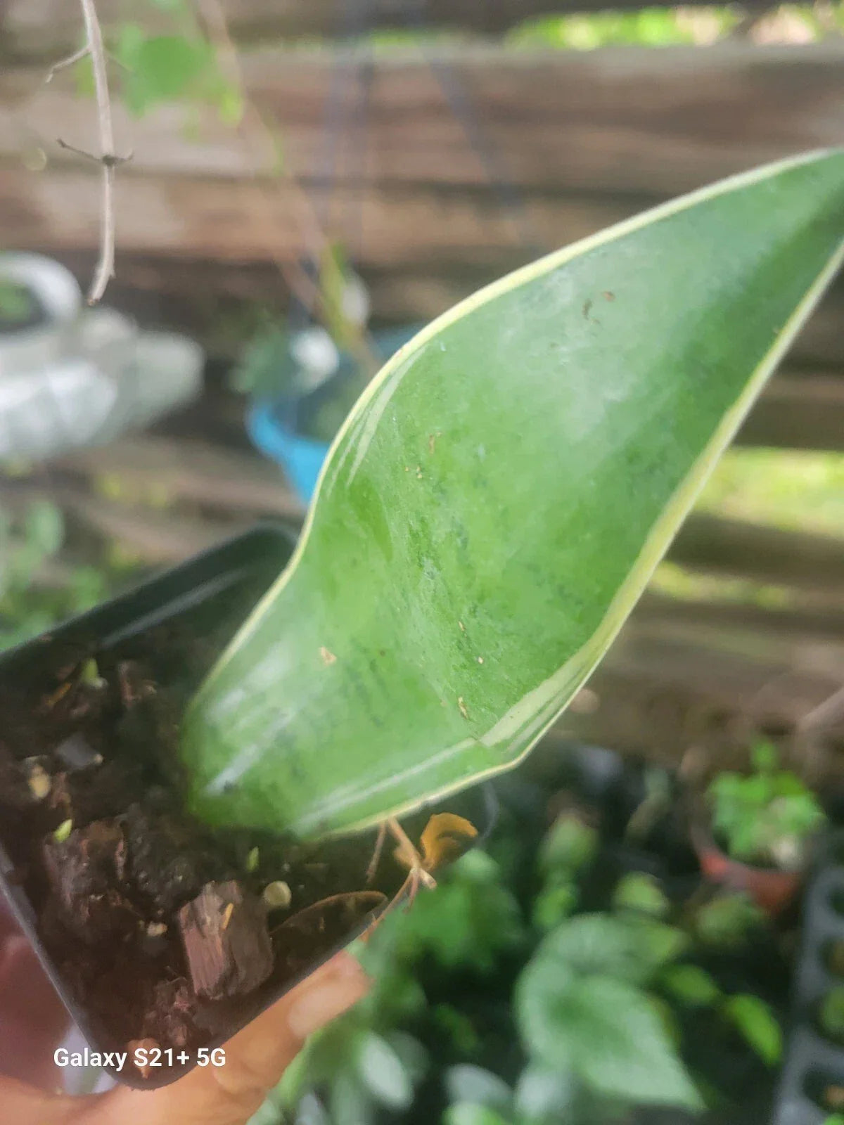 Sansevieria Night Owl Plant - 6" Pot, Variegated Snake Plant, Sansevieria trifasciata 'Night Owl' Indoor Houseplant