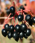 Nannyberry Flowering Tree Seeds - Viburnum lentago - Edible Berries, White Flowers, 37 Seeds for Garden & Landscaping