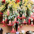 Live Cotyledon Pendens Plant - Trailing Jade Succulent in 4" Pot