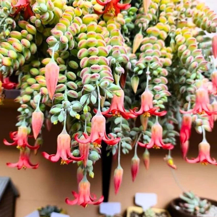 Live Cotyledon Pendens Plant - Trailing Jade Succulent in 4" Pot