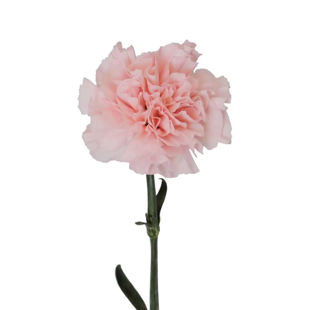 Pink Carnation Cuttings for Rooting - 15 Dianthus caryophyllus Plant Clippings