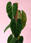 Philodendron Splendid Cutting - Rare Indoor Plant, Variegated Leaves, Philodendron melanochrysum Hybrid, Easy Care, Propagation